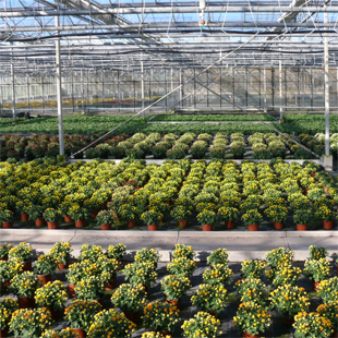 In eimem der Gewchshuser